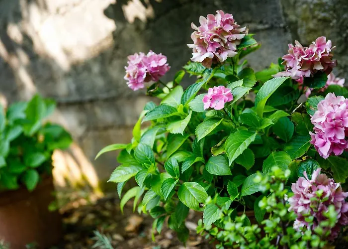 Jezevac Lägenhet Krk Town